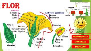 Organología vegetal II [upl. by Cyn]