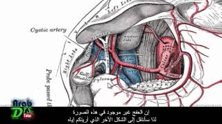 الشريان الجذع الزلاقي الجزء الثاني  تشريح الجهاز الهضمي [upl. by Conan]