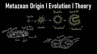 Metazoan Origin I TheoryI Evolution I Metazoa Definition Biology I Metazoan Animals I Metazoan Phyla [upl. by Poul621]