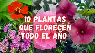 10 PLANTAS que FLORECEN TODO EL AÑO  Nombres y Cuidados [upl. by Aniloj]