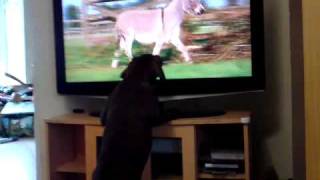 Milo the puppy watching Big Barn FarmMP4 [upl. by Tiffie]