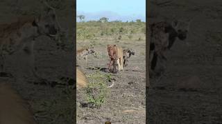 Lion 🦁 Hunting 🔥 vs Hyena animals wildlions wildlife shortsfeed shorts viral youtubeshorts [upl. by Kcirddes]