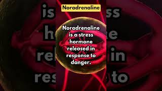 Noradrenaline [upl. by Sillsby]