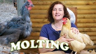 What to do when your chickens are molting [upl. by Garwin]