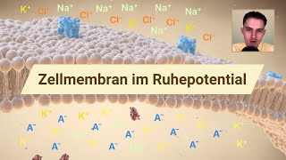 Zellmembran Ionentransport und Ruhemembranpotential [upl. by Laroy]