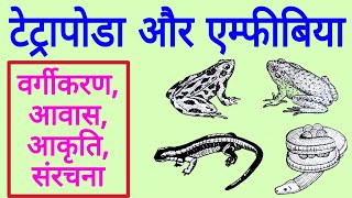 All about Amphibians  मेंढ़क टोड सैलामेंडर आदि का चित्र  Tetrapoda and Amphibia in hindi [upl. by Meaghan]