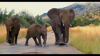 Elephants walk the road at dawn [upl. by Zsuedat313]