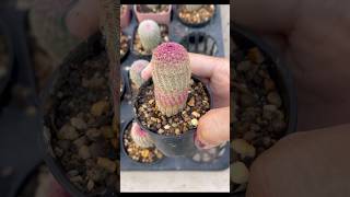 🌈 เรนโบว์ Echinocereus Pectinatus Rubispinus cactusplant แคคตัส กระบองเพชร cactusampsucculent [upl. by Arel]