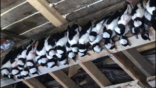 DIVER DUCK hunt on the CHESAPEAKE BAY BUFFLEHEAD BEAT DOWN 12 MAN LIMIT [upl. by Fonseca220]