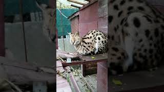 ANANTI the Serval Cat tired to hold her eyes open decided to take a nap 🐆😻🐾 [upl. by Divad573]