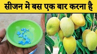 आम फलों से भर जायेगा  Best Fertilizer For Mango Tree  Mango Cultivation  Home Garden [upl. by Eecyak]