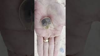 Horseshoe Crab walking on the Hand [upl. by Isdnyl]