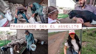 TRABAJANDO CON EL ABUELITO  🐏🌾👶🏼 [upl. by Magnum]