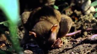 Pure Nature Specials  Tarsier Primate The Littlest Alien  Documentary films [upl. by Anauqes]