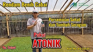 ATONIK  Berbagi Pengalaman Penyemaian Cabai Menggunakan Atonik di Kota Malang [upl. by Ashford]