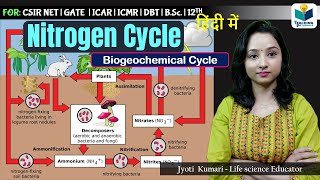 Nitrogen Cycle in Hindi Biogeochemical Cycle  Ecology [upl. by Lobell]