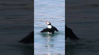 Atlantic Puffins in Maine [upl. by Aveline]