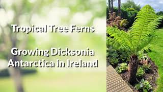 Tropical Tree Ferns  Guide for BEGINNERS [upl. by Noteloc]