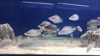 F0 Altolamprologus Calvus White [upl. by Asle205]