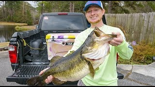 BIG Live ShinersLive Bait for TROPHY BASS [upl. by Elbas165]