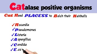 catalase positive organismscatalase positive organisms mnemonicsmicrobiology [upl. by Broddie]