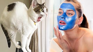 Funny cats scared of random things 🙀😹 Best Scared amp Startled Cats Compilation [upl. by Nelaf]