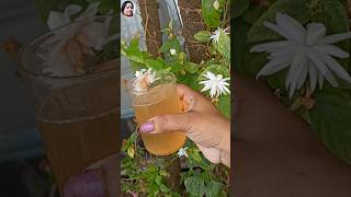 🔴Homemade fertilizer uses amp benefits  get maximum flowering amp fruiting youtubeshorts [upl. by Eirot290]