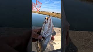 Inshore trout fishing outdoors fishing fish outdoorslife [upl. by Agnimod538]