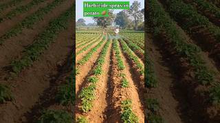 Herbicide spray in potato 🥔agriculture potato [upl. by Nosaes]