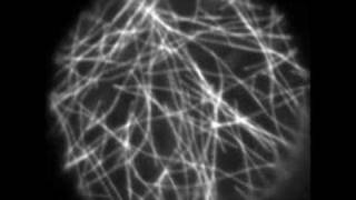 Microtubule Dynamics in Plants [upl. by Rame]