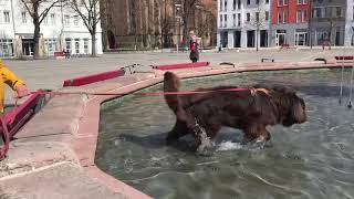 Neufundländer Odin  im Brunnen [upl. by Dabbs]