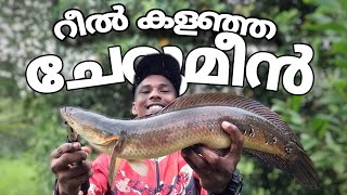 റിൽ കളഞ്ഞ ചേറുമീൻ  snake head fishing cherumeen Varaal  keralafishing fishing snakeheadfish [upl. by Siseneg]