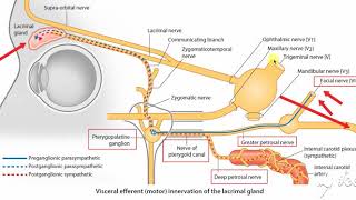 Pterygopalatine ganglion 3 [upl. by Turner]