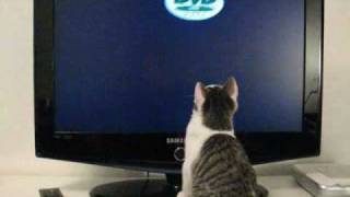 Cat watches TV better DVD logo [upl. by Connors]