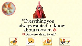 Roosters and breeding  your questions answered [upl. by Rohn]