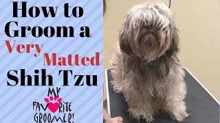 How to Groom a Shih Tzu Very Matted [upl. by Ignaz]