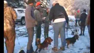 Hunting Basset Hounds [upl. by Lamond]