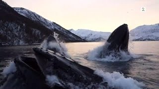 Norwegian fishermen have close encounter with humpback whales English subtitles [upl. by Hawker]