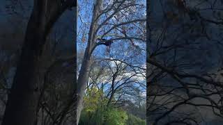 Caught my climber stretching his back in the tree lol old back crack [upl. by Woo]