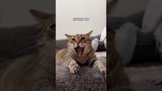 Funny Animals Videos 🤣  Ep 216 shorts viral funny [upl. by Uolyram473]