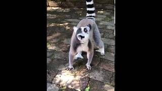 Adorable Lemur Sounds in South Africa [upl. by Dysart750]