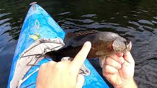 Smallmouth on the Androscoggin [upl. by Natanoy530]