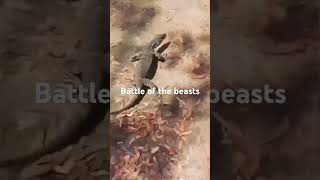 goanna bush camping lizards funny aussie [upl. by Ennazor]