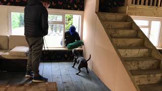 Staffordshire Bull Terrier Personal Protection “ Home Invasion” [upl. by Tamarra274]