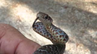 Young Buttermilk Racer Coluber constrictor anthicus Brightly Colored Very Blue [upl. by Kcuhc]