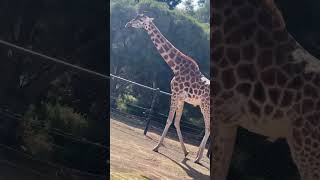 Safari Tour In Werribee Open Range Zoo werribee zooanimals melbourne australia ❤️ [upl. by Ahsiloc575]