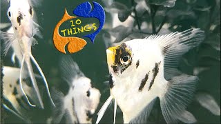 The Best Beginner Fish Top 10 Things About Freshwater Angelfish [upl. by Nyleak323]