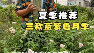 夏季三款蓝紫色月季推荐诺瓦利斯古董怀表北极冰冷色系月季希望能在这个夏天给你带来一丝清凉 [upl. by Iveson]