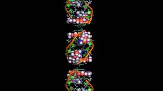 The intercalation of daunomycin [upl. by Merrell]