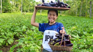 Harvesting Eggplant Farm to Table and cooked in different dishes Lasagna Katsu Adobo Pakbet [upl. by Hansiain]